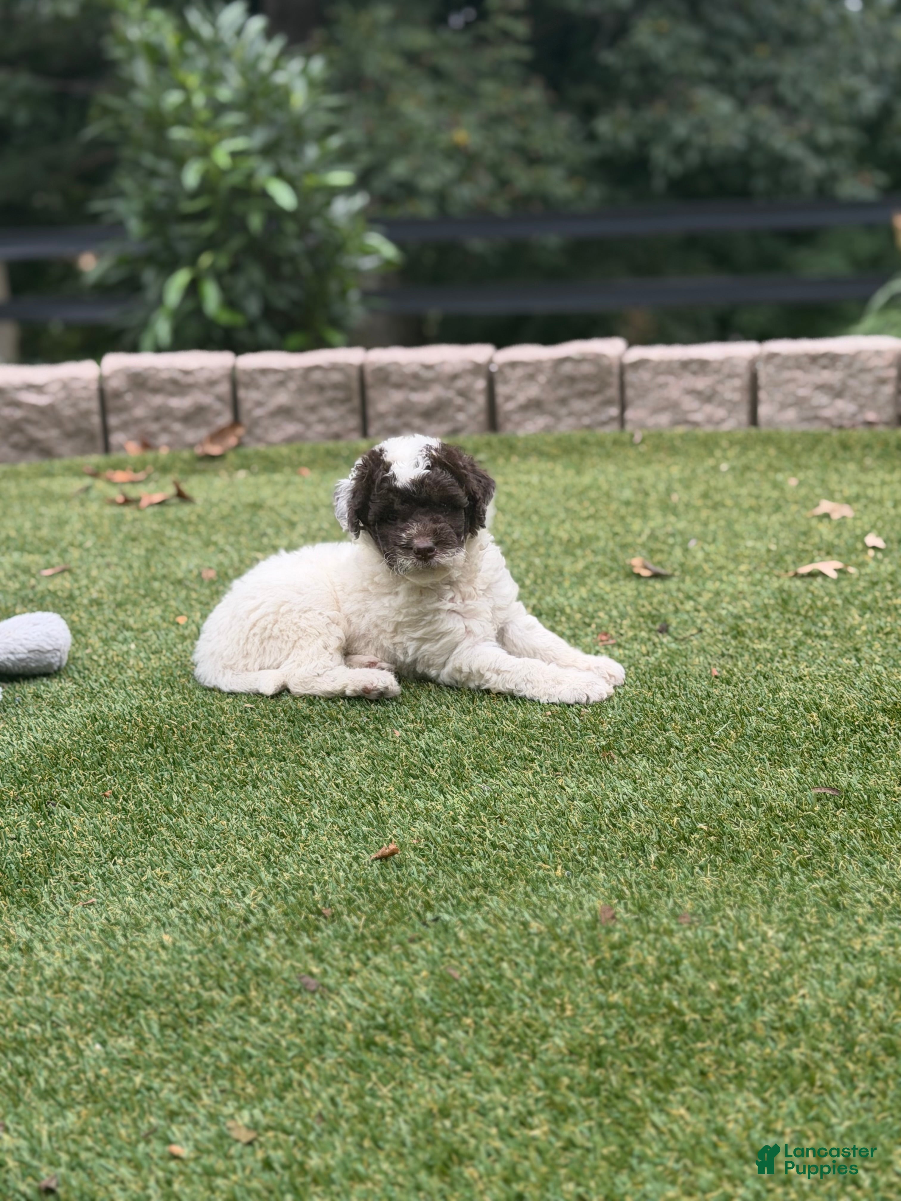 Aussiedoodle dogs Rio - Ad 2