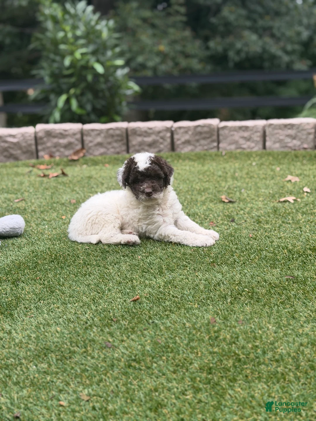 Aussiedoodle dogs for sale: Rio - Ad 2
