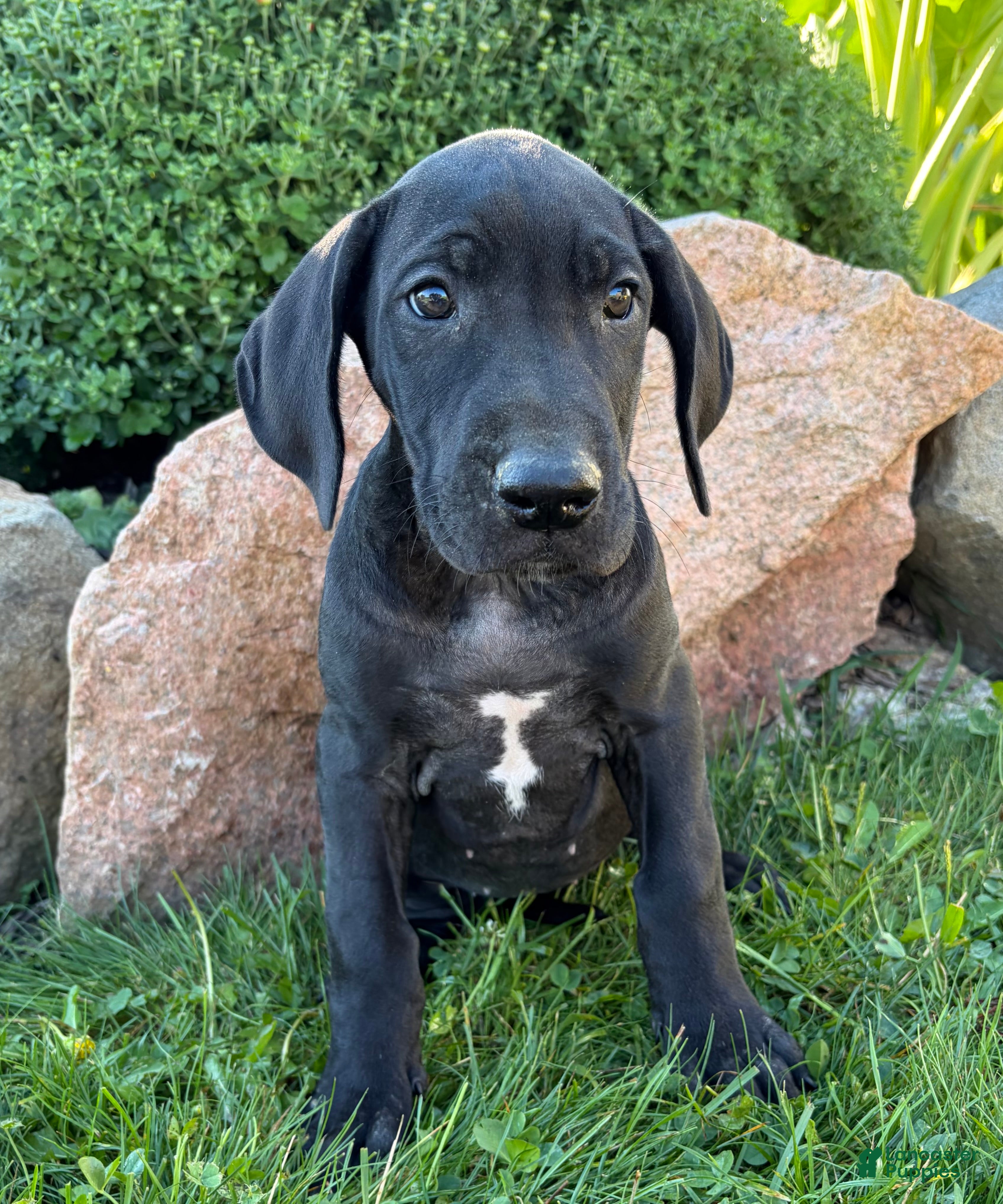 Great Dane dogs Eloise - Ad 1
