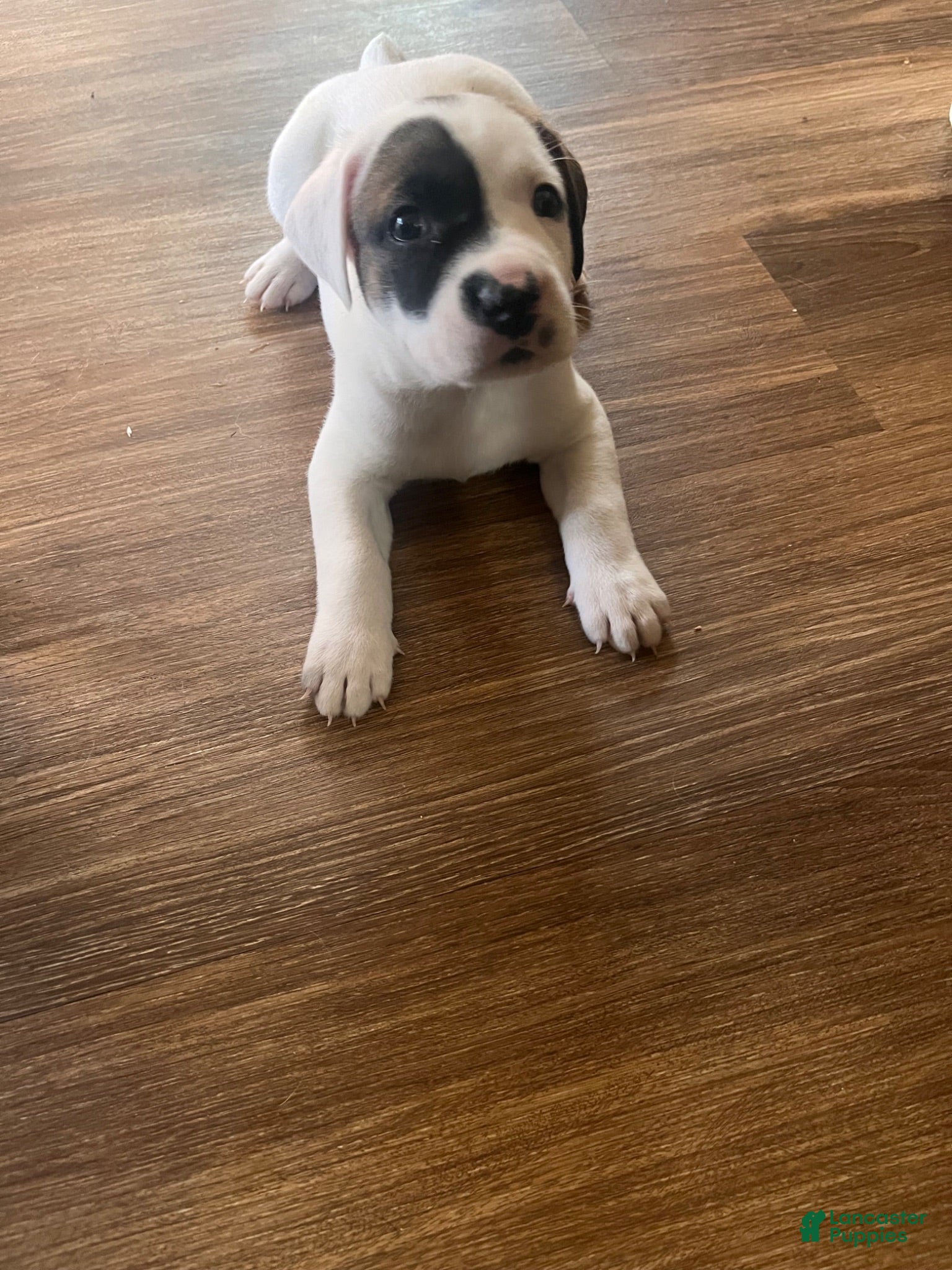Mixed Breed dogs Mixed Breed 1 - Ad 1