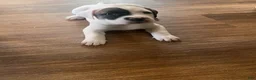 Mixed Breed dogs for sale: Mixed Breed 1 - Ad 1