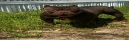 American Bully dogs for sale: Chocolate Tri Female  - Ad 2