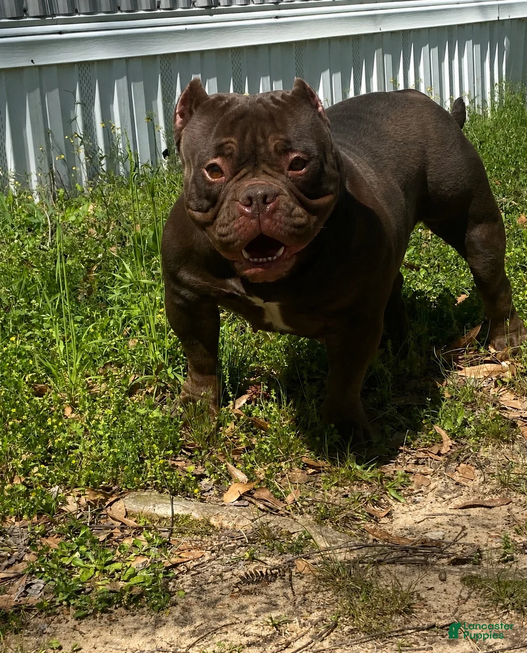 American Bully dogs for sale: Chocolate Tri Female  - Ad 2