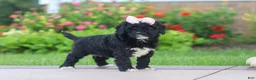 Mini Goldendoodle dogs for sale: Melody  - Ad 6