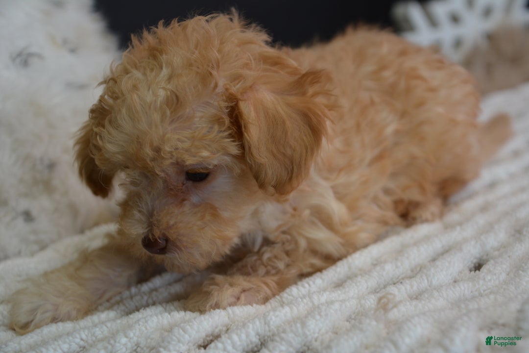 Toy Poodle dogs for sale: Duke - Ad 7