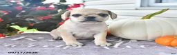 Puggle dogs for sale: Autumn - Ad 3