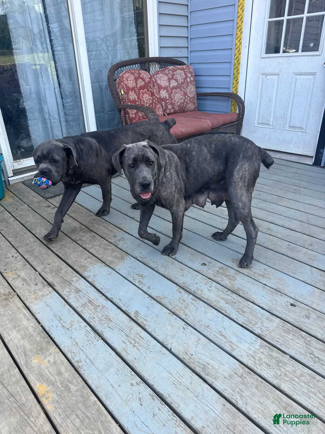 Cane Corso dogs for sale: Minion  - Ad 4