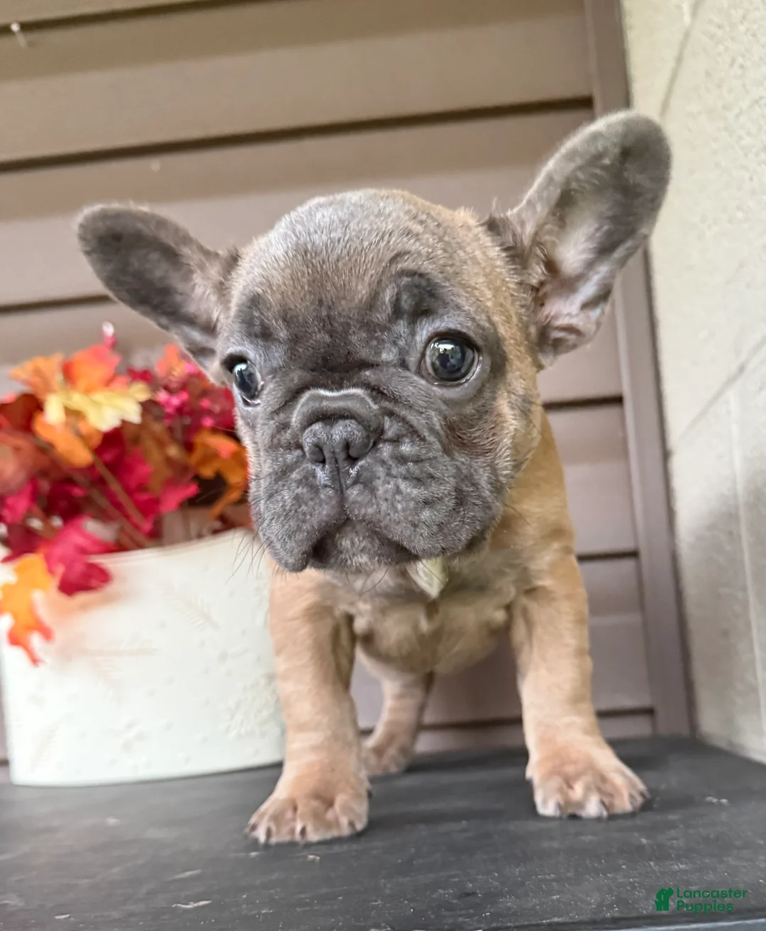 French Bulldog dogs for sale: Savannah - Ad 1