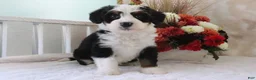 Mini Bernedoodle dogs for sale: Jared - Ad 3