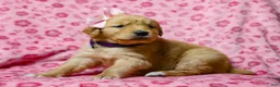 Golden Retriever dogs for sale: Dinah AKC Golden Retriever Pup - Ad 1