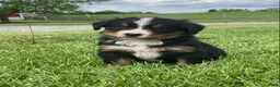 Bernese Mountain Dog dogs for sale: Paris  - Ad 4