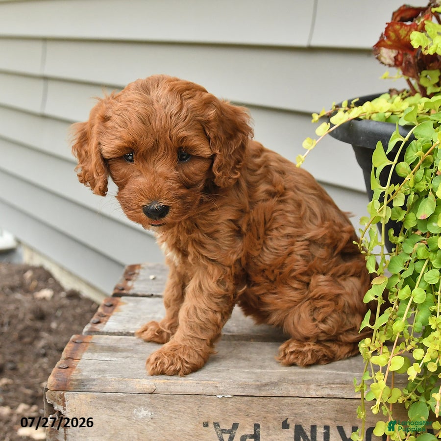 Cavapoo dogs Ivy - Ad 2