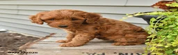 Cavapoo dogs for sale: Ivy - Ad 2