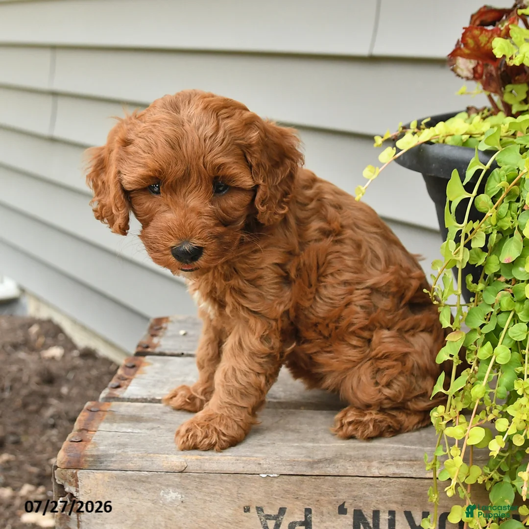 Cavapoo dogs for sale: Ivy - Ad 2