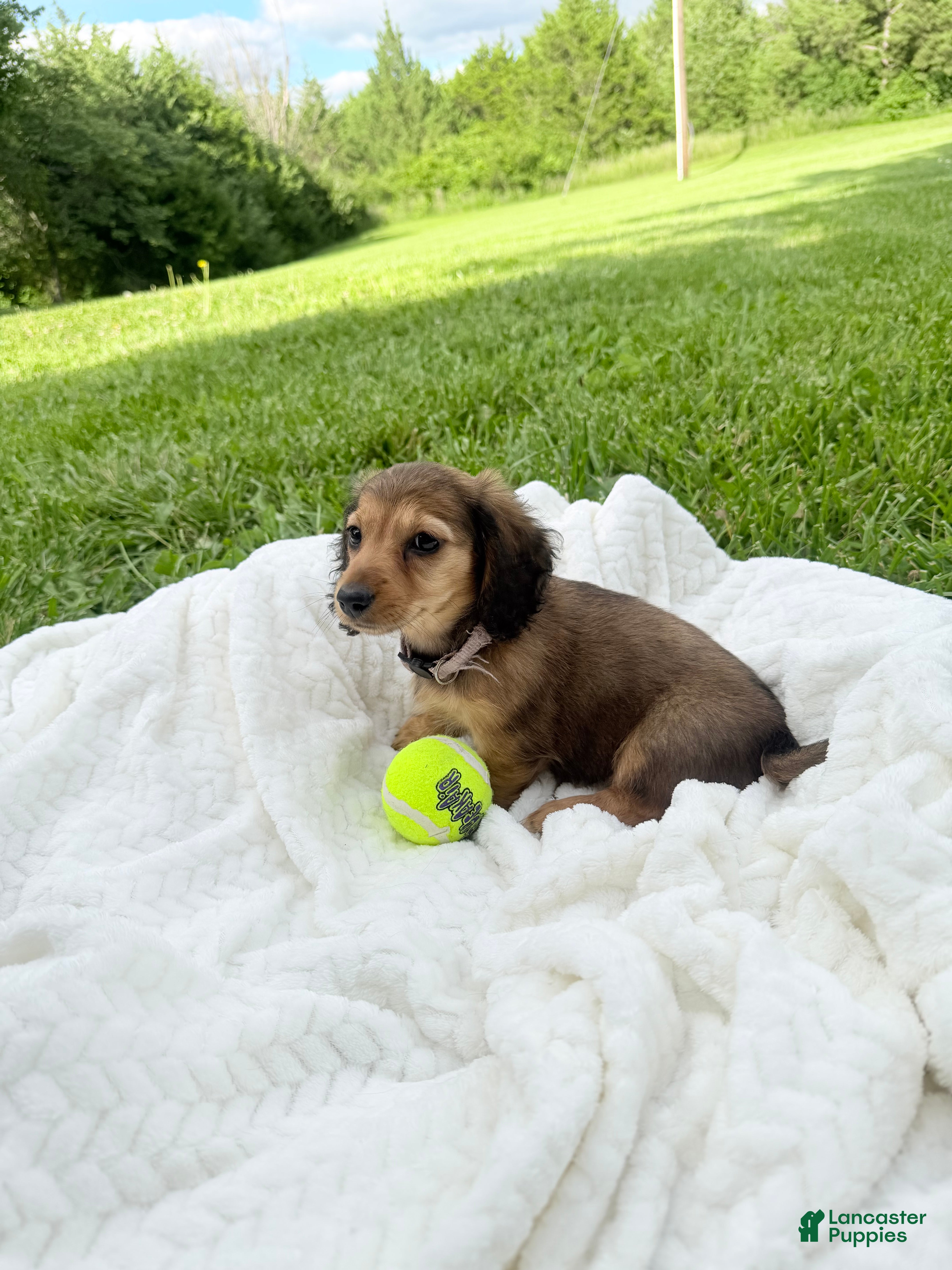 Miniature Dachshund dogs Dixie - Ad 24