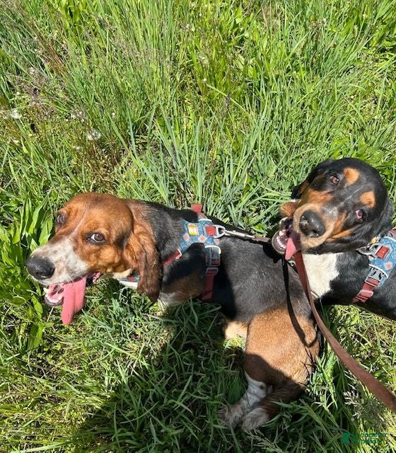 Basset Hound dogs Sadie - Ad 2