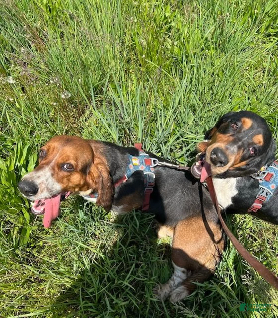 Basset Hound dogs for sale: Sadie - Ad 2
