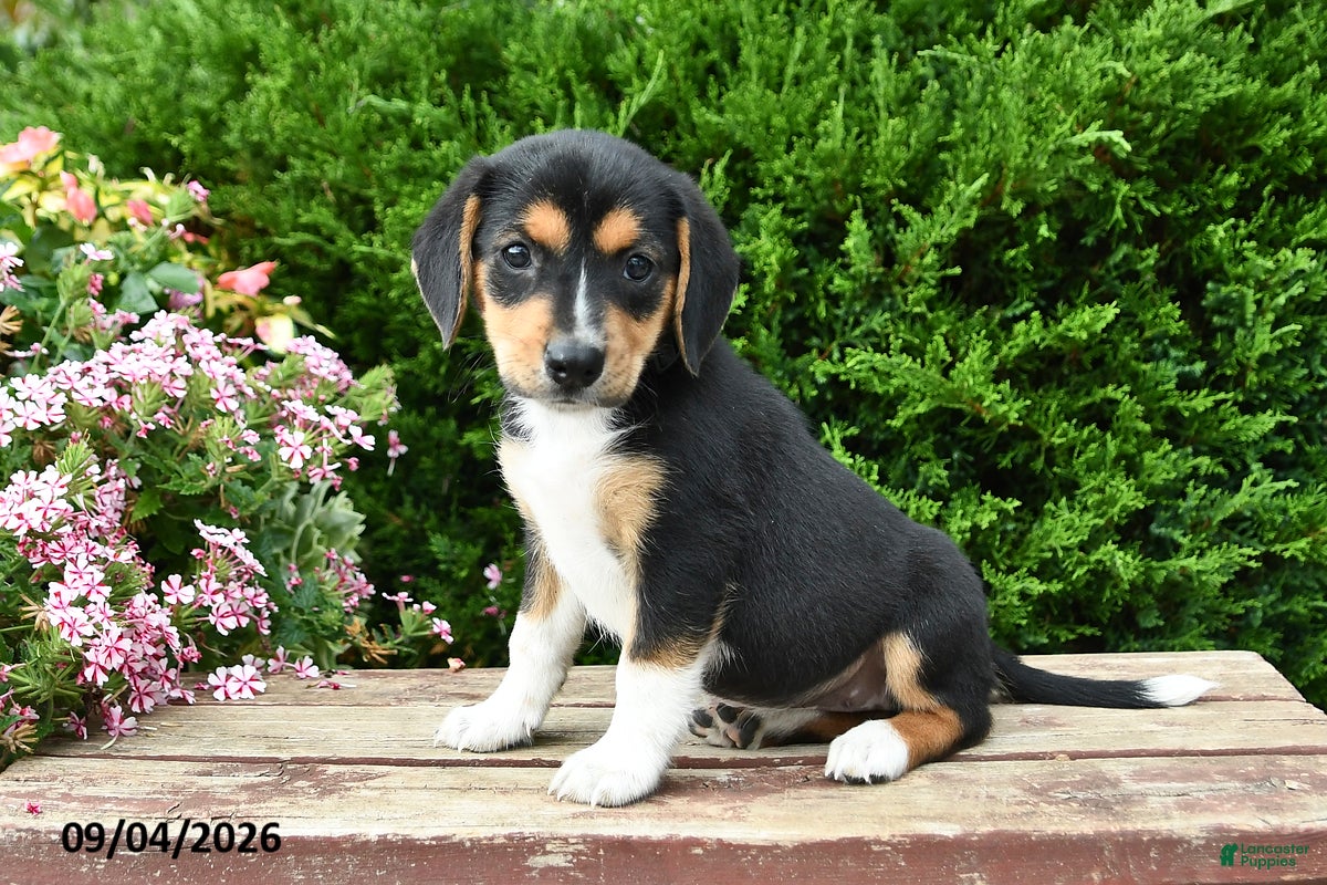 Beagle dogs Remi - Ad 2