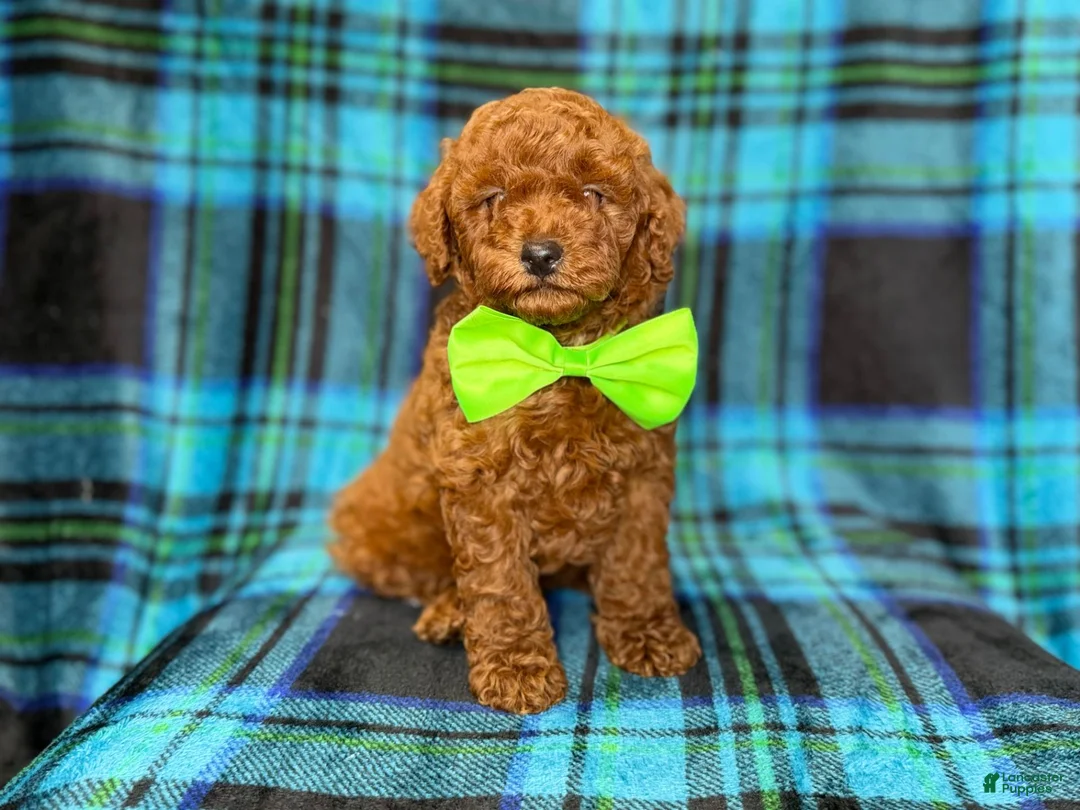 Mini Goldendoodle dogs for sale: Scooby - Ad 1
