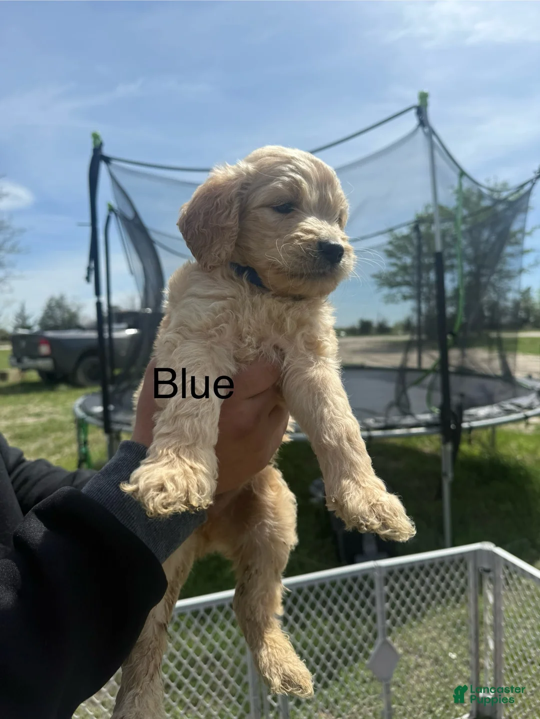 Goldendoodle dogs for sale: Blue  - Ad 1