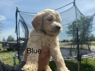 Goldendoodle dogs Blue - Ad 6