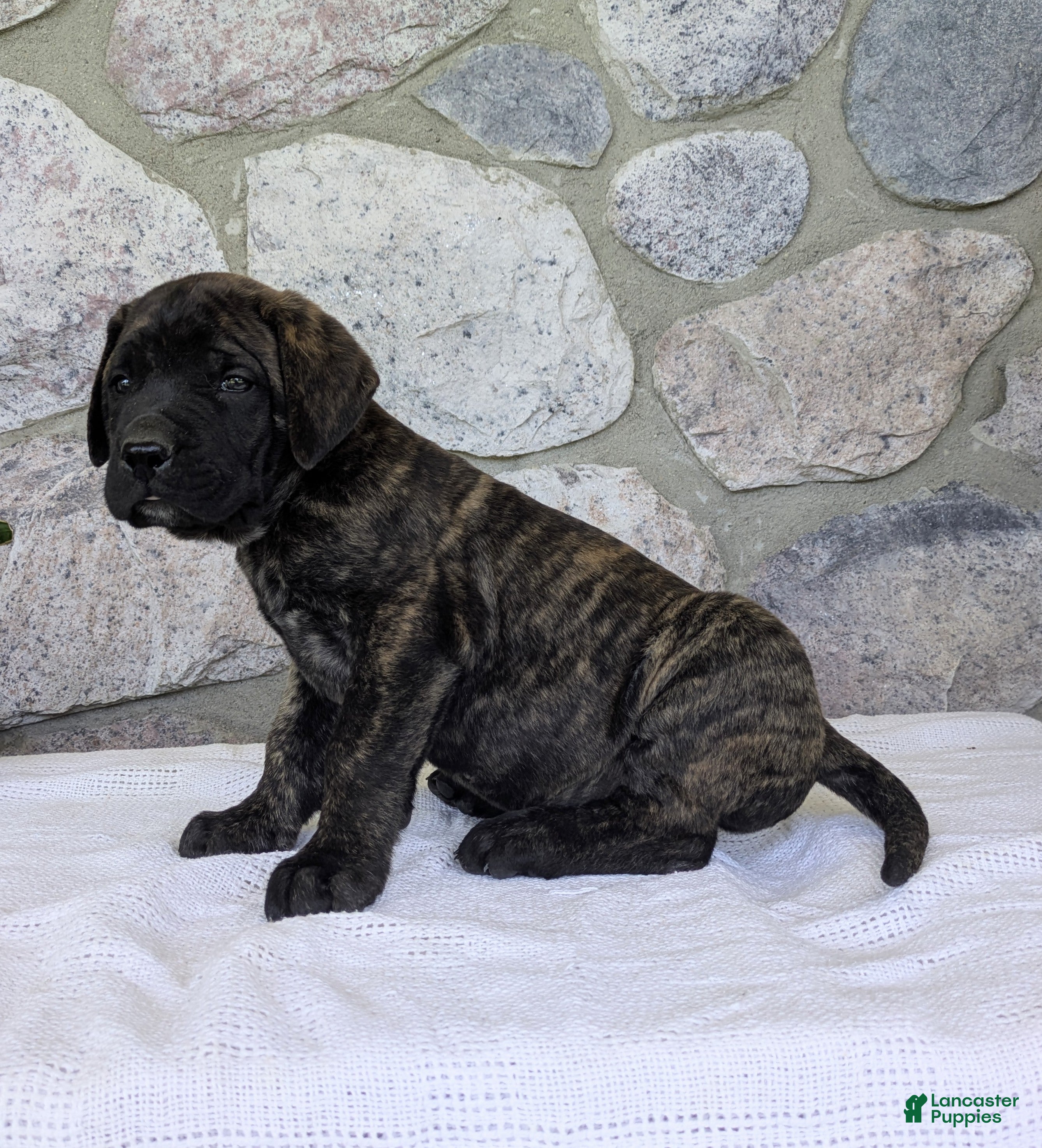 English Mastiff dogs for sale: Bear - Ad 1