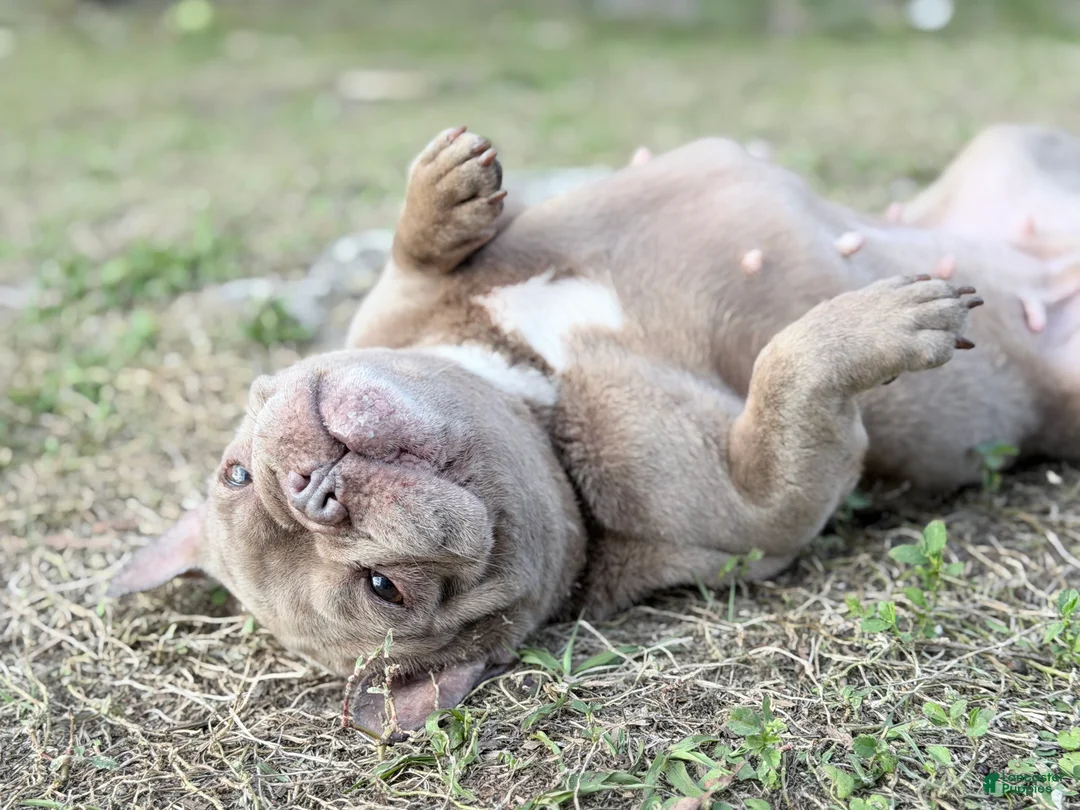 French Bulldog dogs for sale: honey - Ad 6