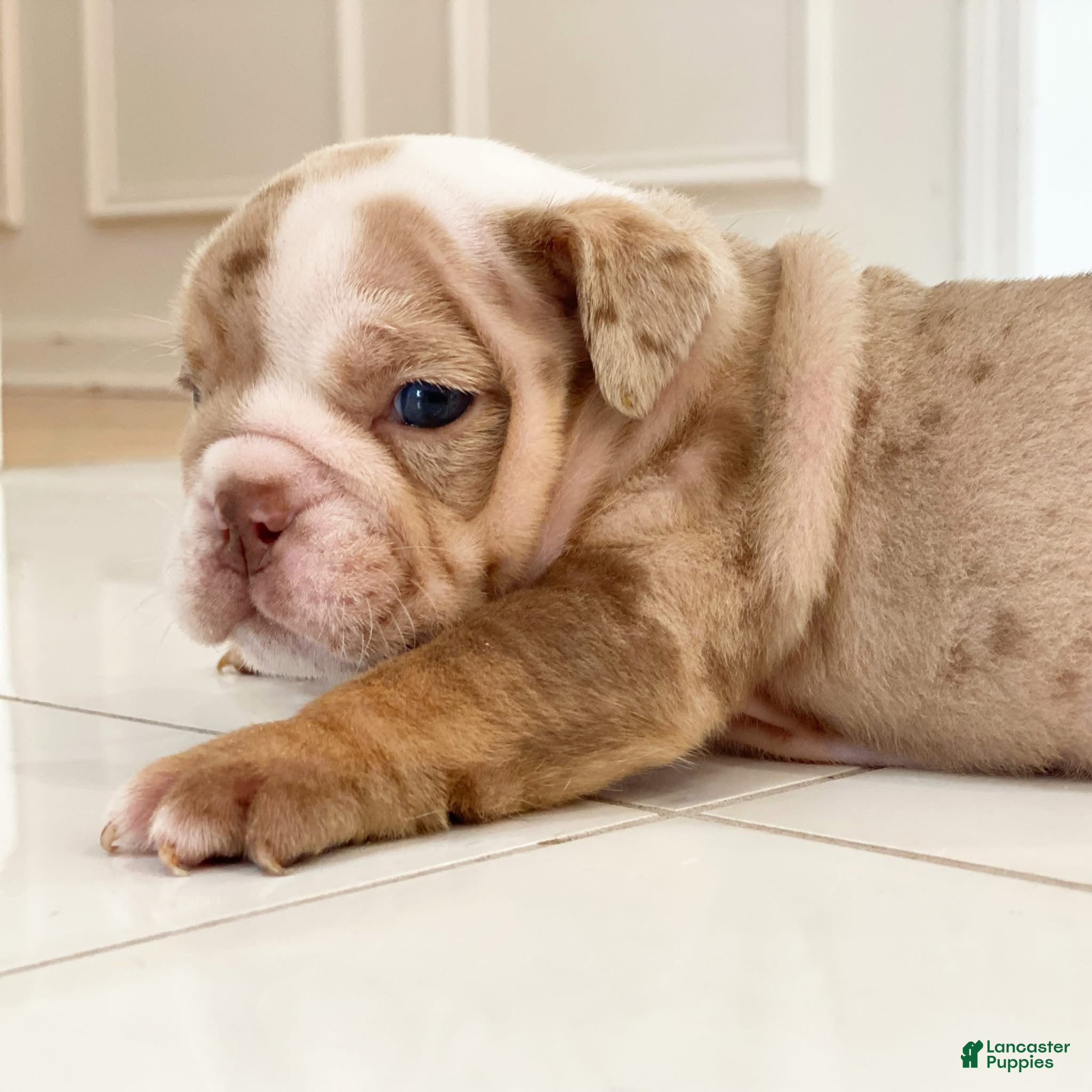 English Bulldog dogs ERNEST - Ad 21