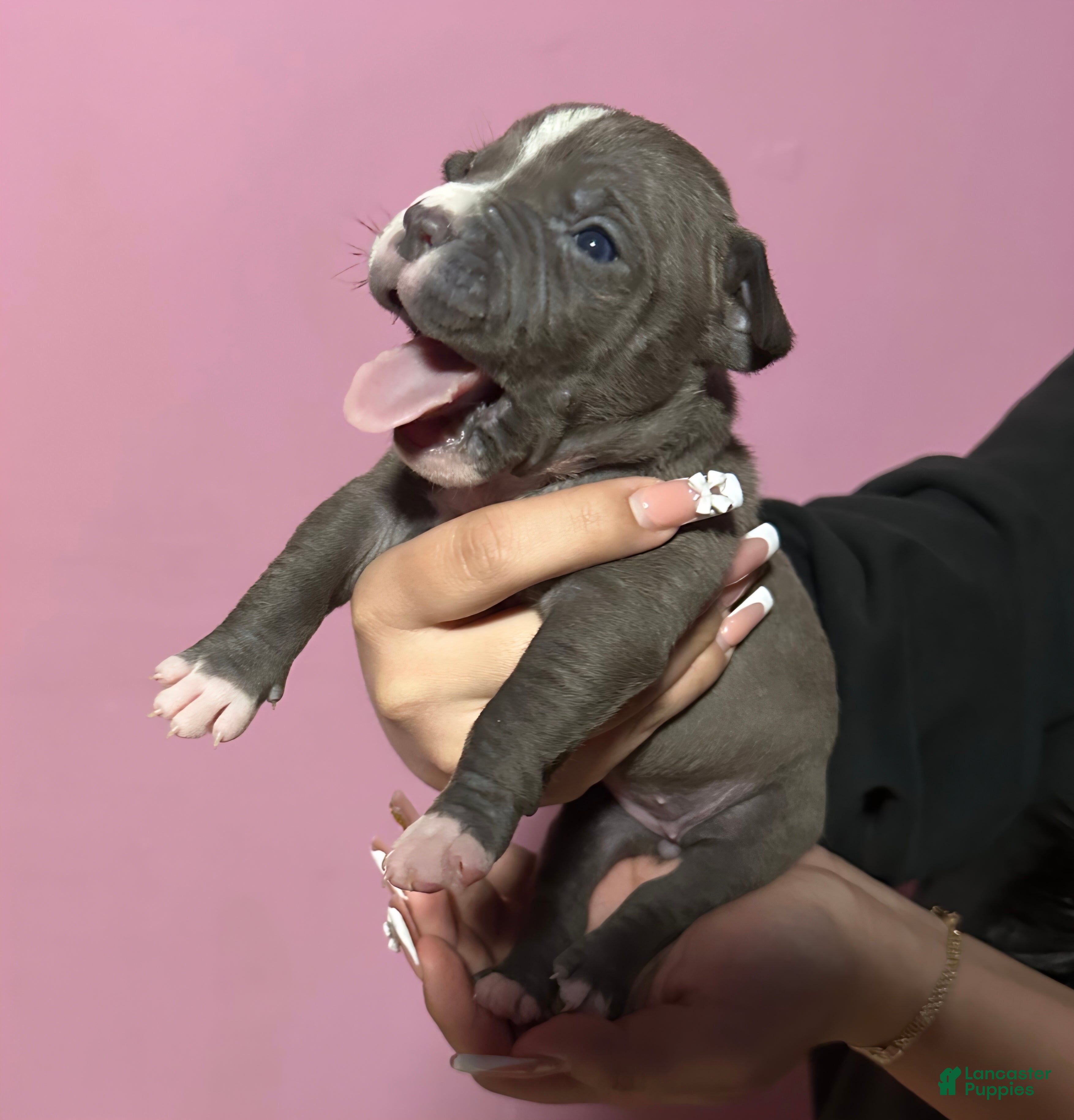 American Bully dogs "CARDI B" - Ad 31
