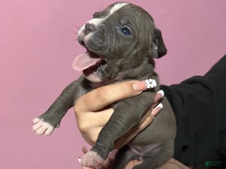 American Bully dogs "CARDI B" - Ad 31
