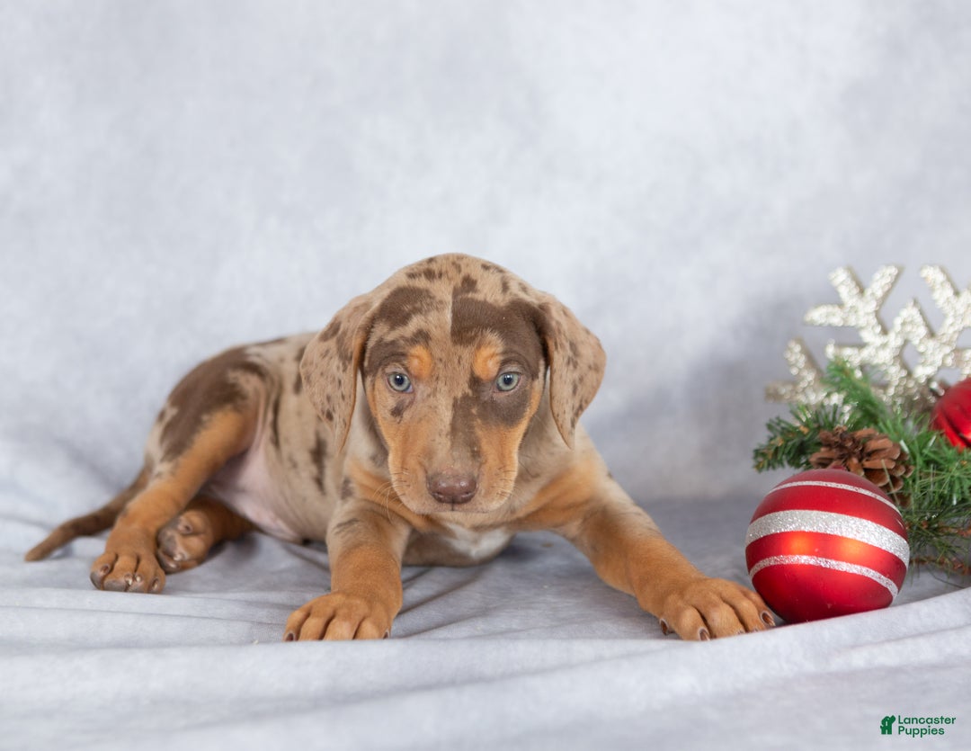 Catahoula Leopard Dog dogs for sale: Jingle - Ad 4