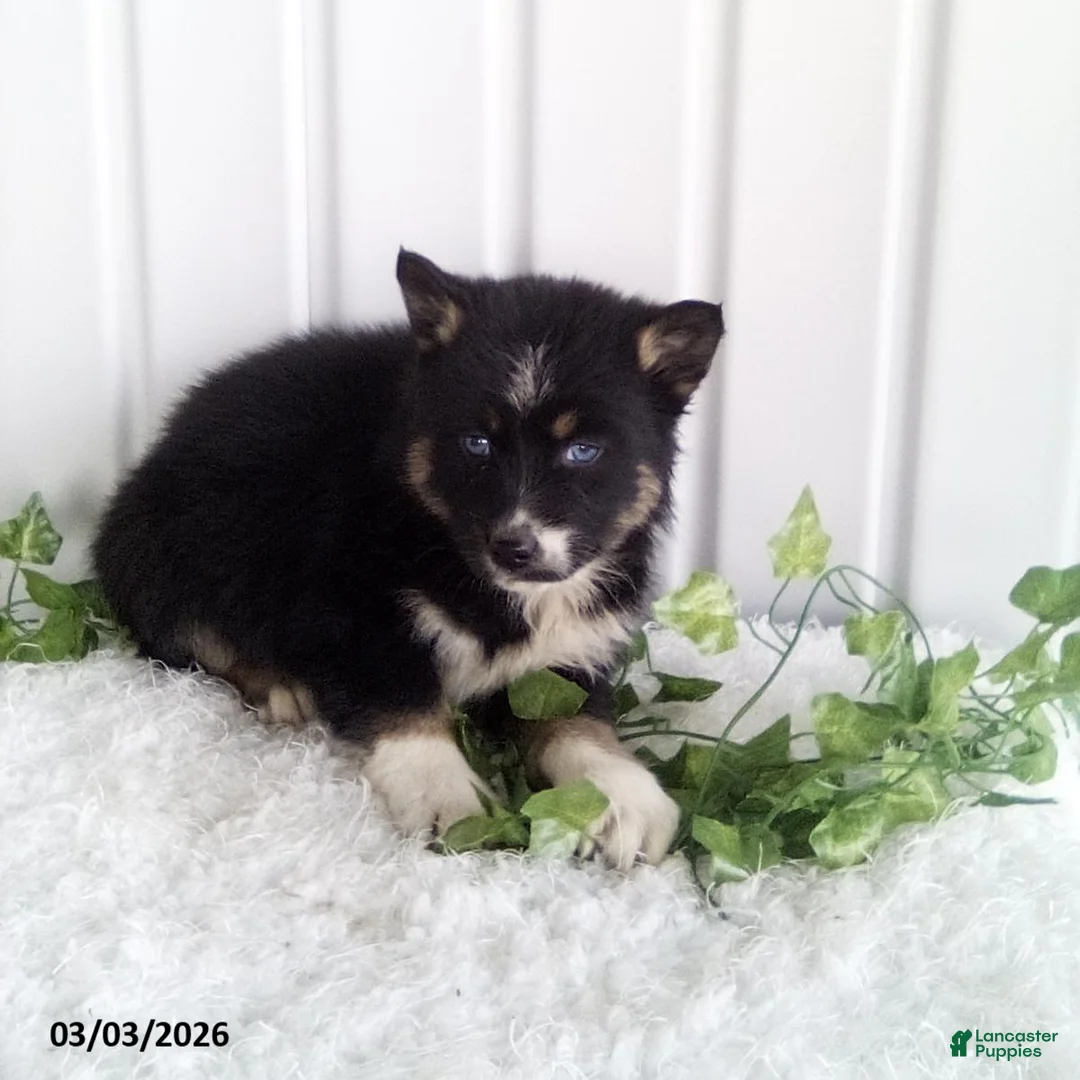 Pomsky dogs for sale: Molly - Ad 2