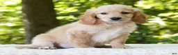Mini Goldendoodle dogs for sale: Caden - Ad 4