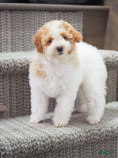 Gallery Image {{count}}