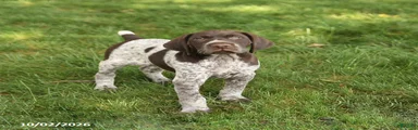 Scout