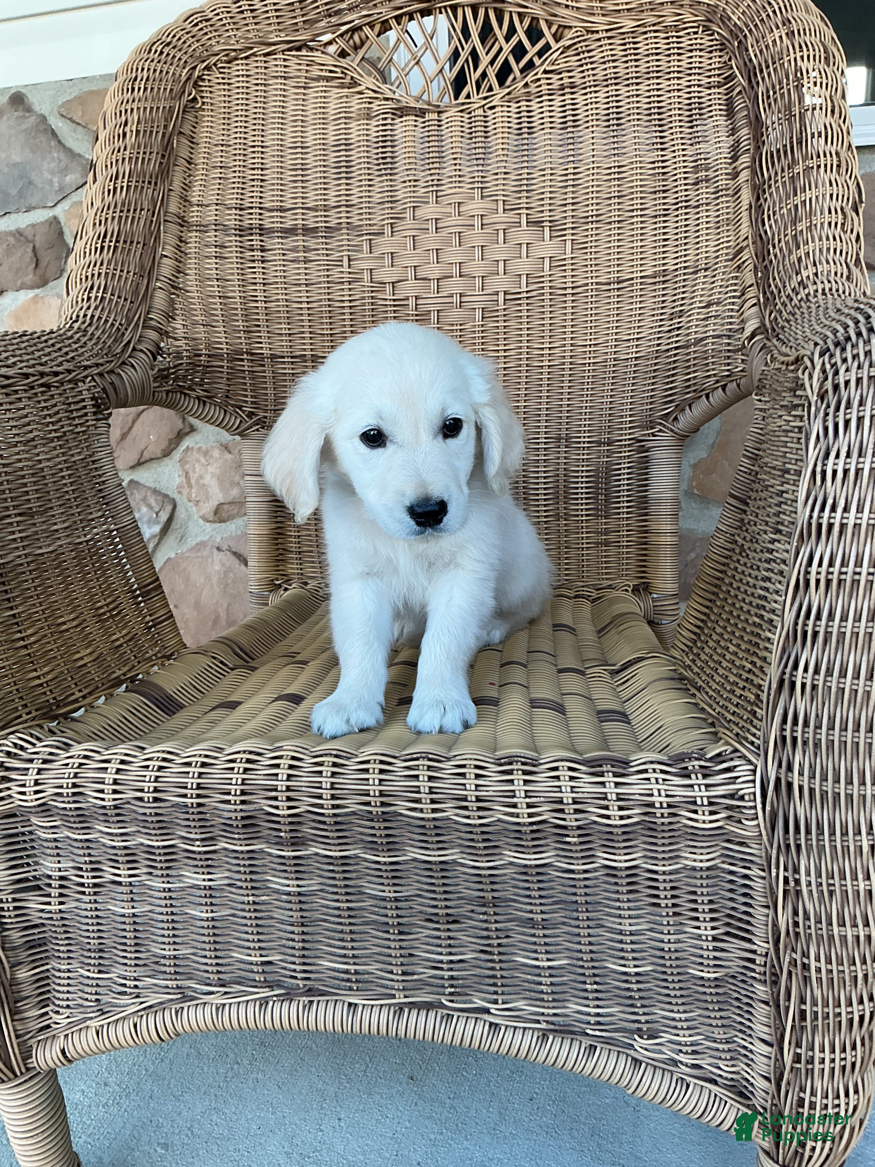 Golden Retriever dogs Max - Ad 2