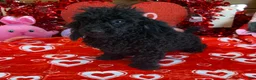 Toy Poodle dogs for sale: Arlo - Ad 2
