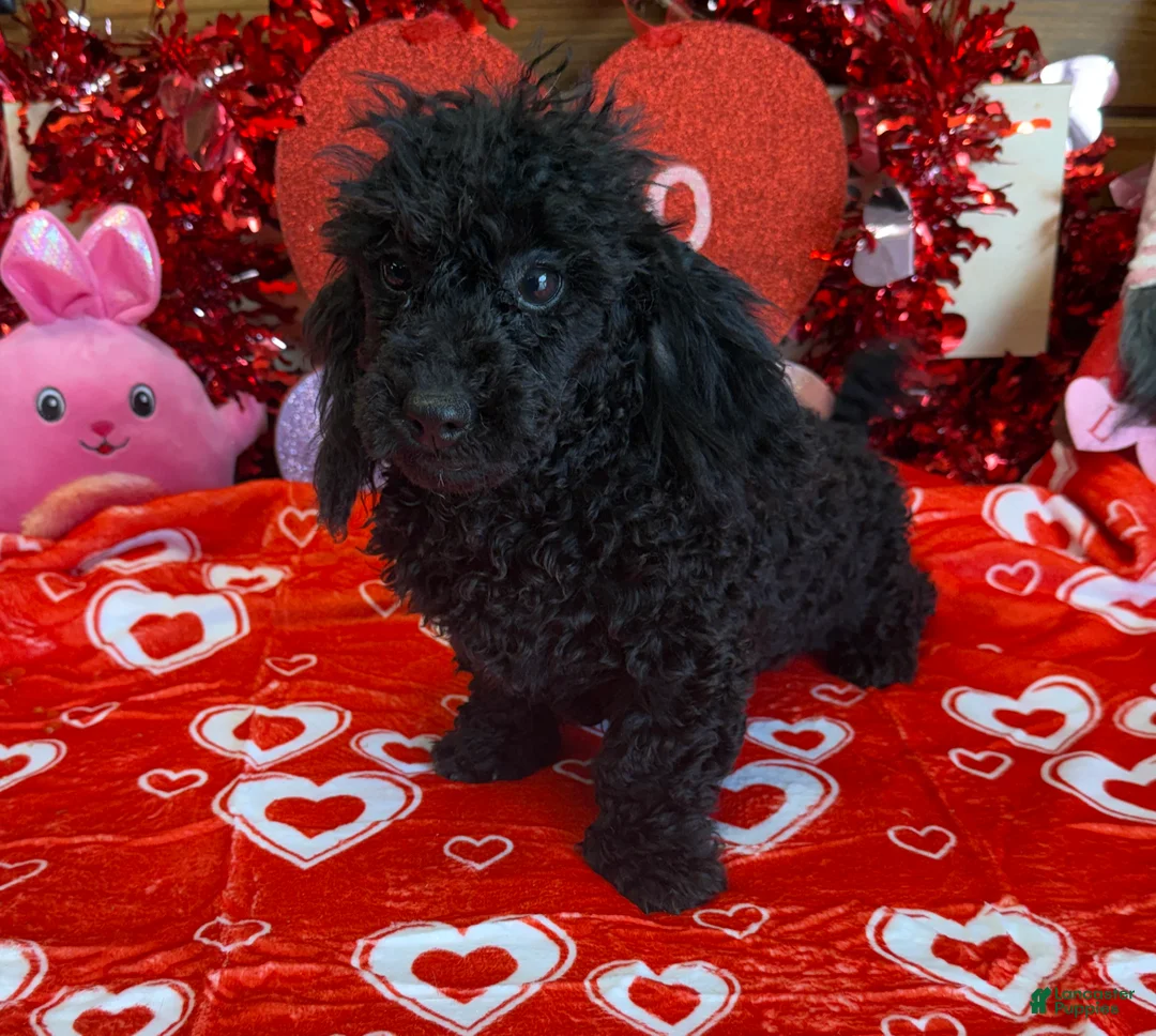 Toy Poodle dogs for sale: Arlo - Ad 2