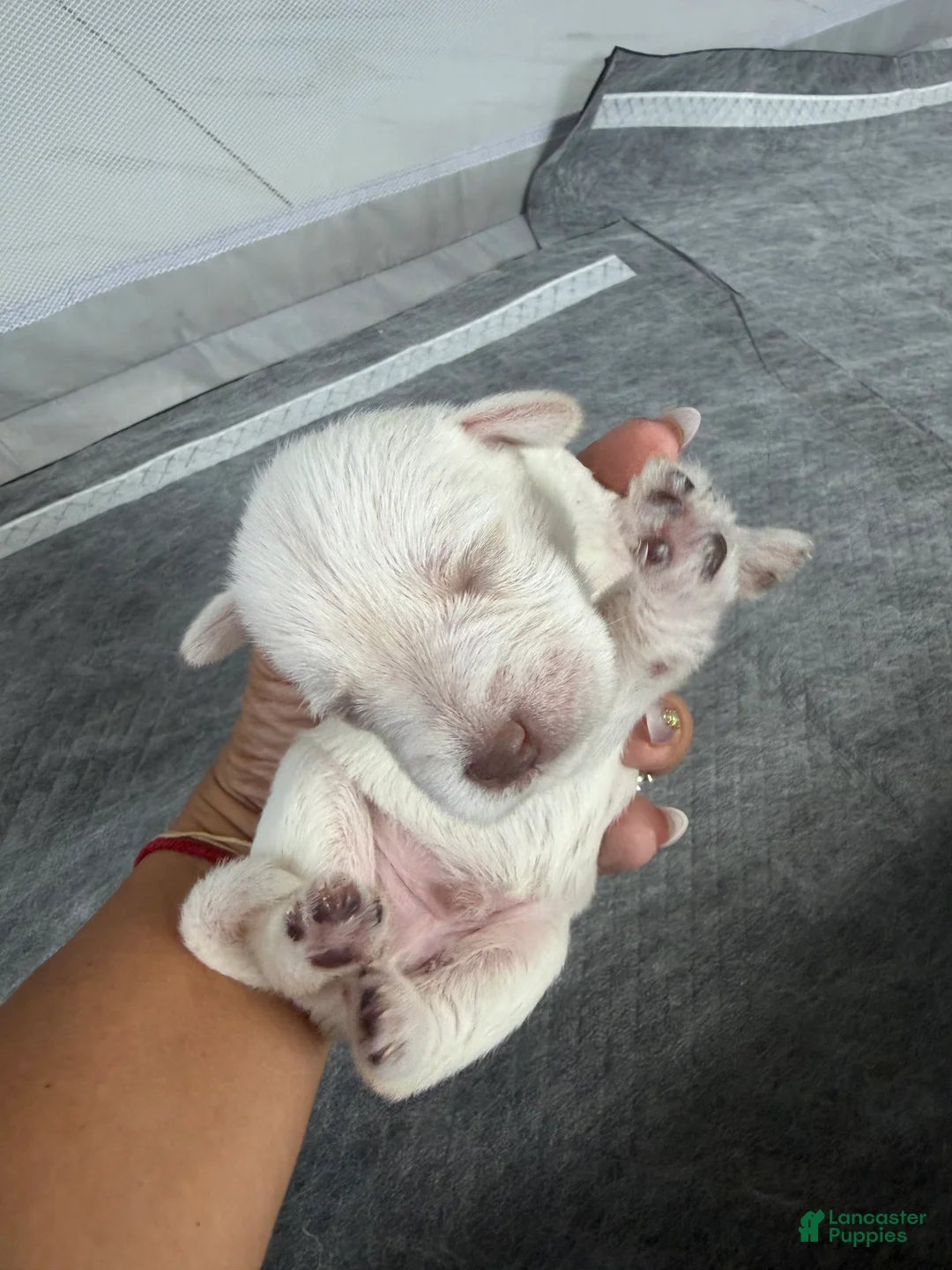 Miniature Schnauzer dogs for sale: Miniature Schnauzer Puppy 1 - Ad 2