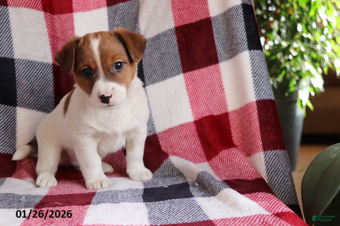 Jack Russell Terrier dogs for sale: Rocky - Ad 1