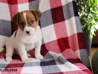 Jack Russell Terrier dogs Rocky - Ad 2
