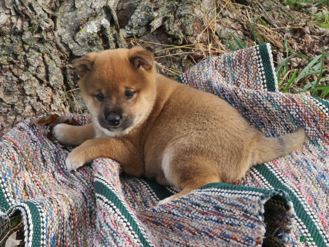 Shiba Inu dogs for sale: Shiba Inu Puppy 1 Jim - Ad 3