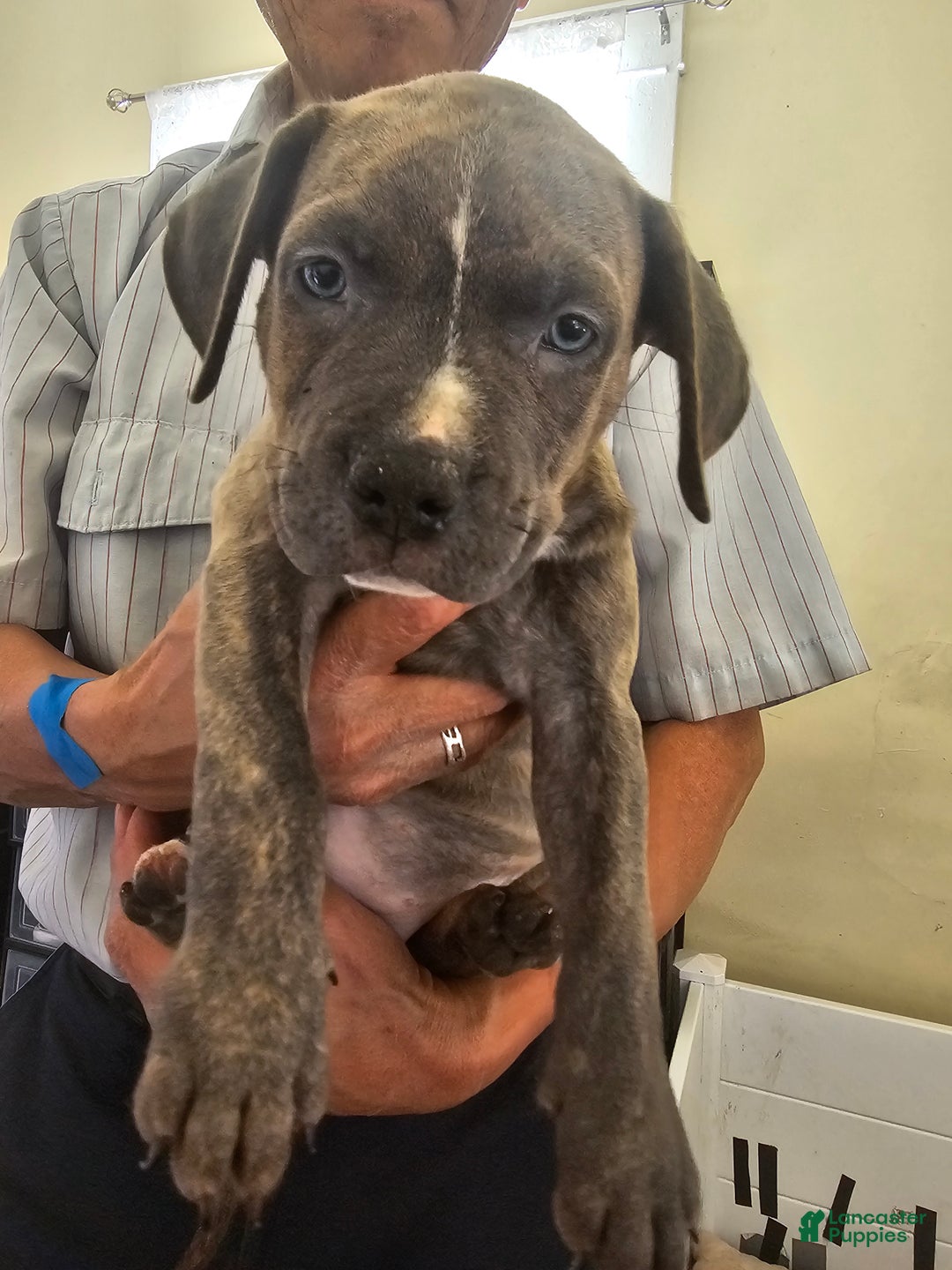 American Pit Bull Terrier dogs for sale: American Pit Bull Terrier Puppy 5 - Ad 1