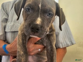 American Pit Bull Terrier dogs American Pit Bull Terrier Puppy 5 - Ad 3