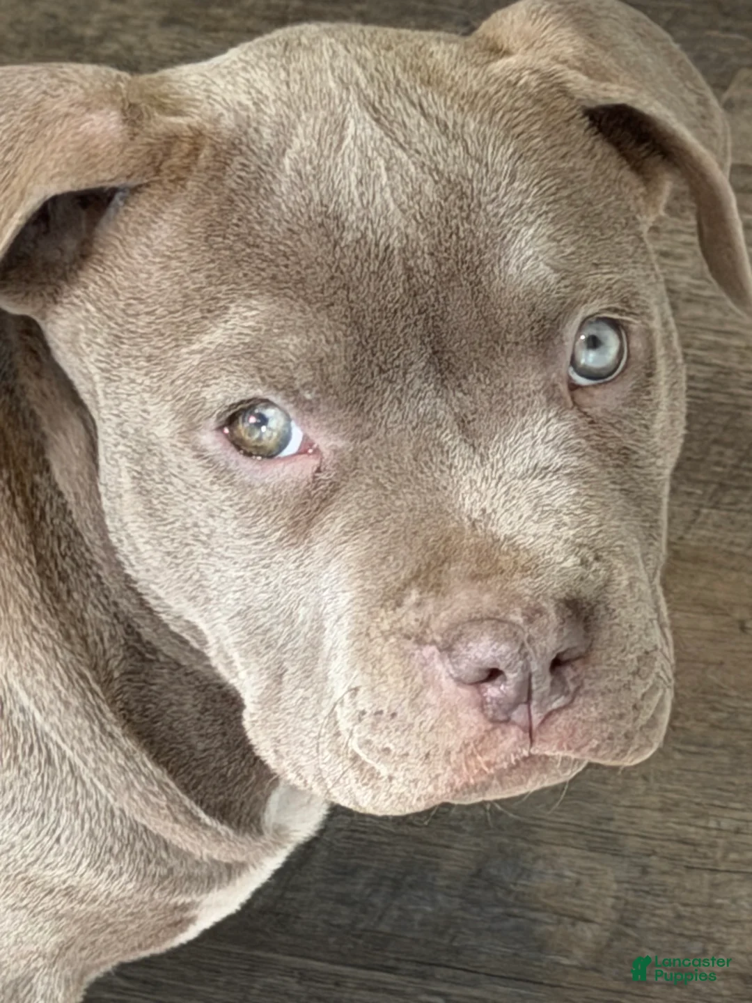 American Bully dogs for sale: NAIROBI The XL Bully - Ad 5