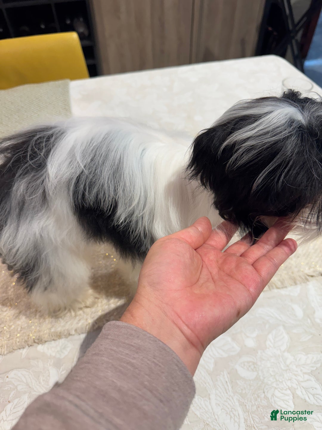 Morkie dogs for sale: Helen - Ad 3