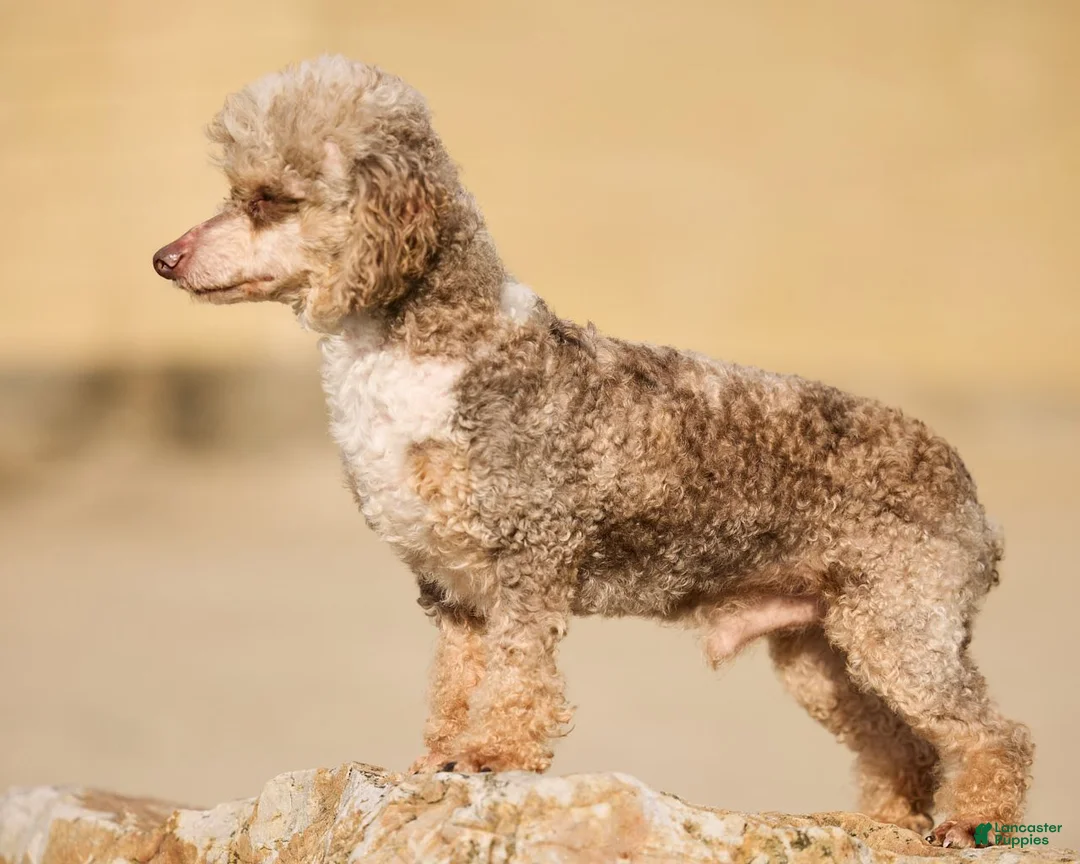Mini Goldendoodle dogs for sale: Calvin - Ad 7