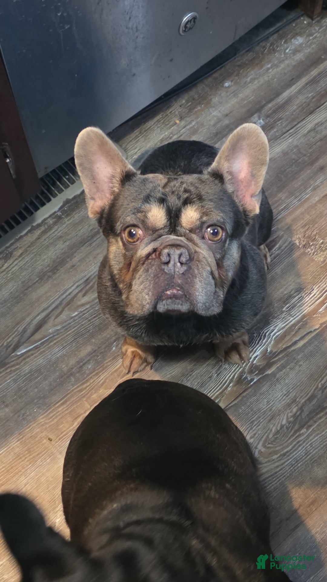 French Bulldog dogs for sale: Leeroi - Ad 5