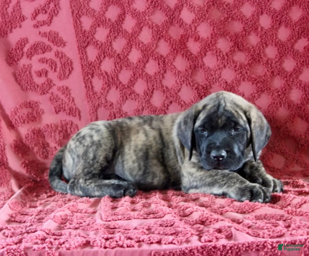 English Mastiff dogs for sale: Lucy - Ad 3