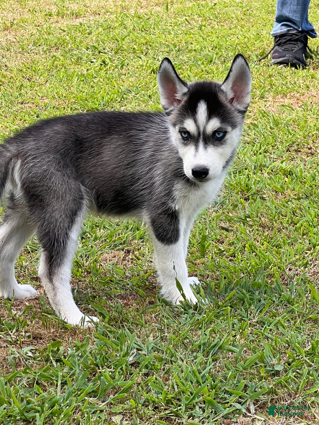 Siberian Husky Puppy for sale in Beaver Springs Lancaster Puppies